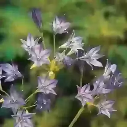 Triteleia